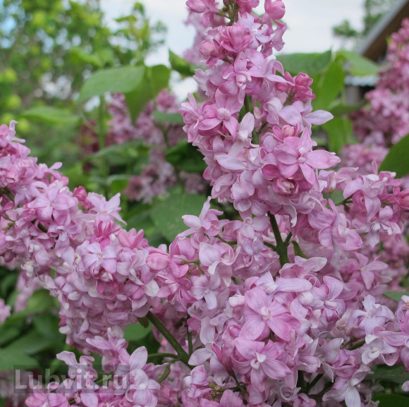 Сирень Богдан Хмельницкий купить с доставкой Сирень Богдан Хмельницкий купить с доставкой