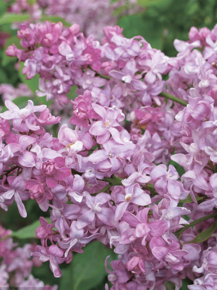 Сирень Богдан Хмельницкий купить с доставкой
