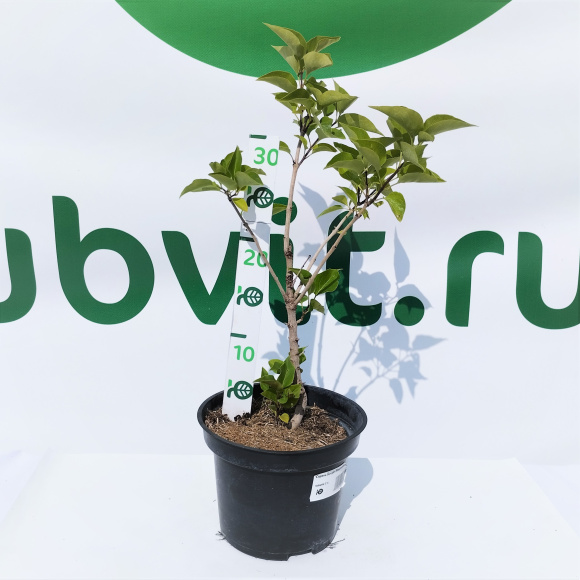 Сирень Богдан Хмельницкий купить с доставкой Сирень Богдан Хмельницкий купить с доставкой