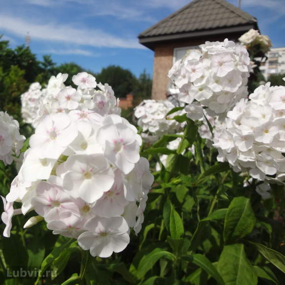 Флокс Соловьиная Роща купить с доставкой