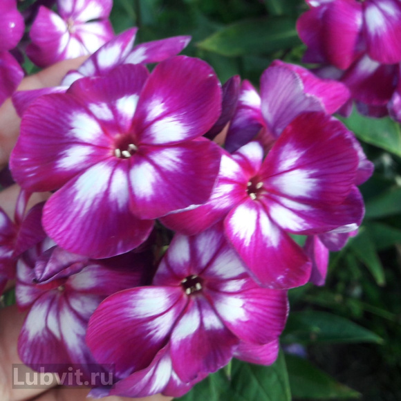 Флокс Кураж купить с доставкой Флокс Кураж купить с доставкой