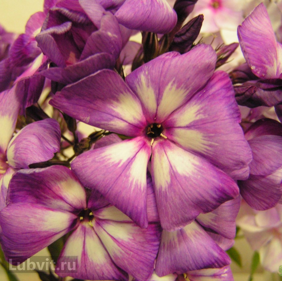 Флокс Кураж купить с доставкой Флокс Кураж купить с доставкой