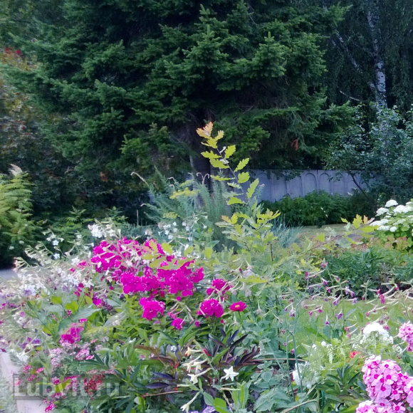 Флокс Кураж купить с доставкой Флокс Кураж купить с доставкой