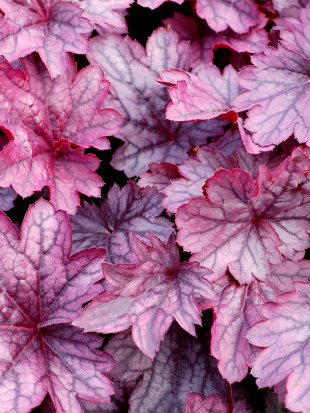 Гейхера Шанхай (Shanghai)