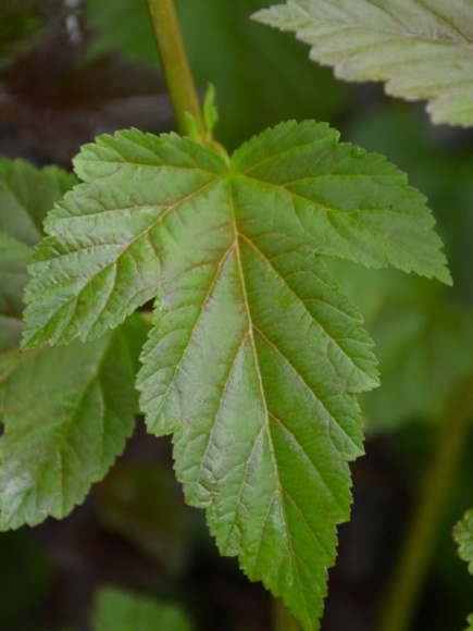 Пузыреплодник Здеховице (Zdechovice) купить с доставкой