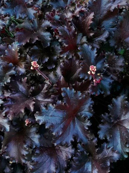 Гейхера Блэк Таффета (Black Taffeta) купить с доставкой