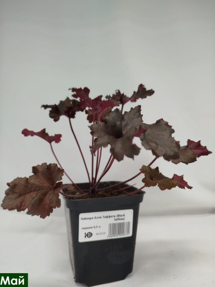 Гейхера Блэк Таффета (Black Taffeta) купить с доставкой