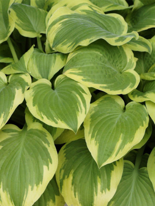 Хоста Карнавал (Carnival) [M]