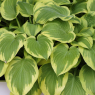 Хоста Карнавал (Carnival) [M]