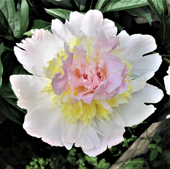 Пион Топ Брасс (Top Brass) купить с доставкой