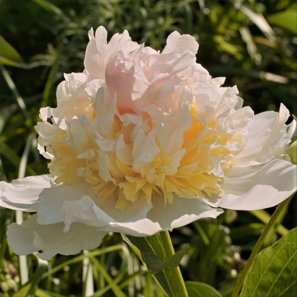 Пион Топ Брасс (Top Brass) купить с доставкой