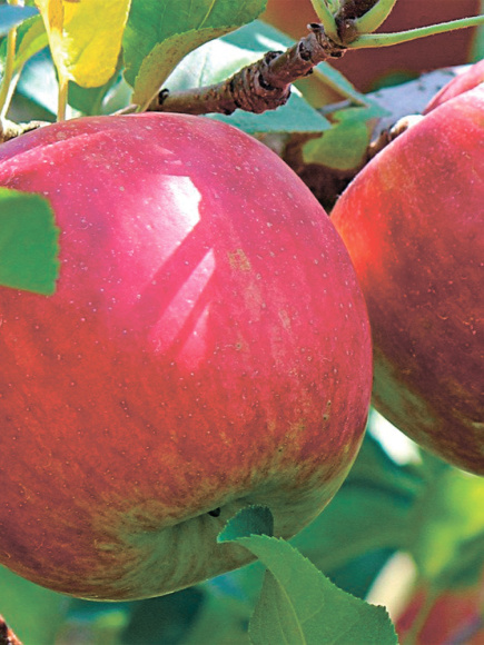 Яблоня Жигулевское купить с доставкой