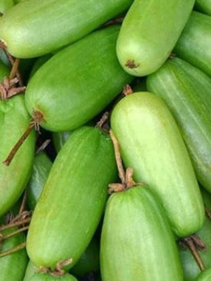 Актинидия Витакола (Vitakola) купить с доставкой