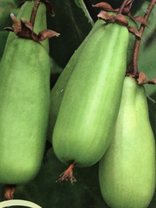 Актинидия Витакола (Vitakola)