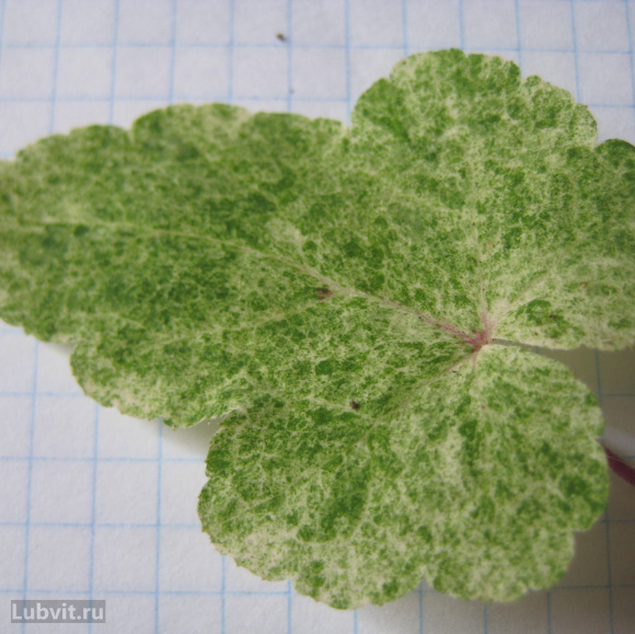 Тиарелла Херонсвуд Мист (Heronswood Mist) купить с доставкой Тиарелла Херонсвуд Мист (Heronswood Mist) купить с доставкой