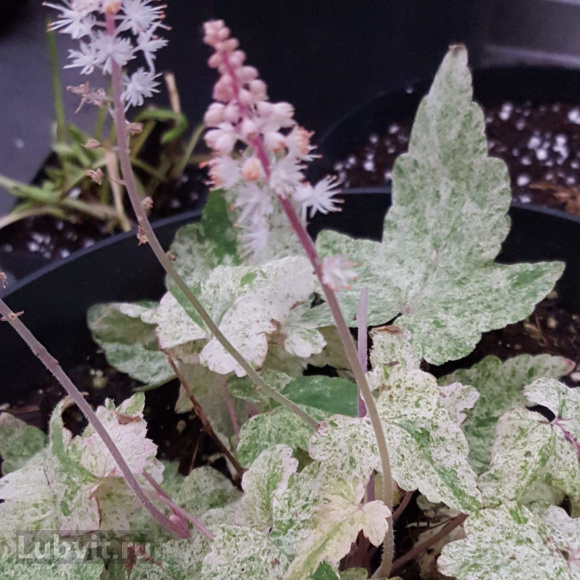 Тиарелла Херонсвуд Мист (Heronswood Mist) купить с доставкой Тиарелла Херонсвуд Мист (Heronswood Mist) купить с доставкой