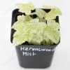 Тиарелла Херонсвуд Мист (Heronswood Mist)