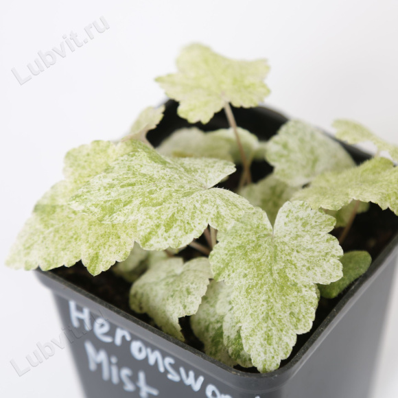 Тиарелла Херонсвуд Мист (Heronswood Mist) купить с доставкой