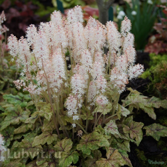 Тиарелла Херонсвуд Мист (Heronswood Mist) купить с доставкой Тиарелла Херонсвуд Мист (Heronswood Mist) купить с доставкой