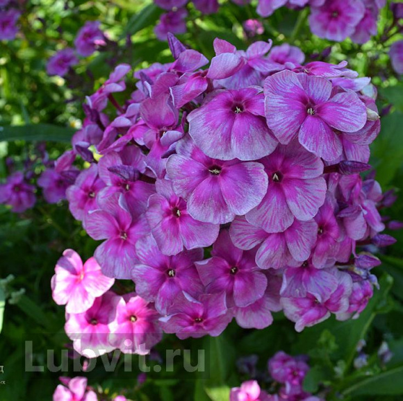 Флокс Венец купить с доставкой