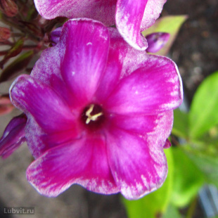 Флокс Венец