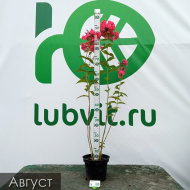 Флокс Фобос Флокс Фобос