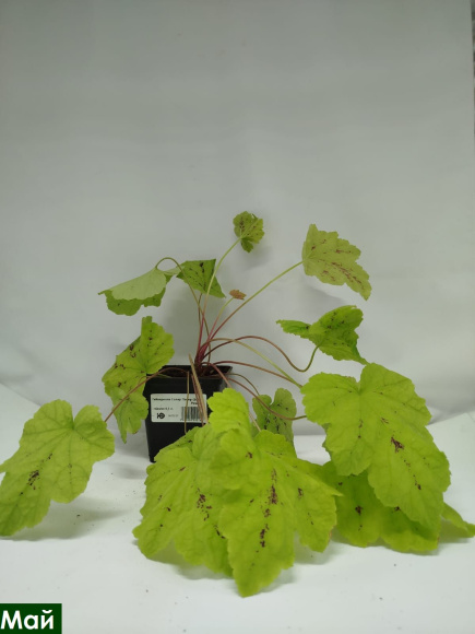 Гейхерелла Солар Пауер (Solar Power) купить с доставкой