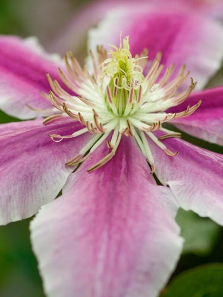 Клематис Доктор Руппель (Doctor Ruppel) купить с доставкой