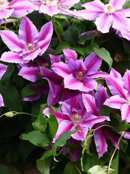 Клематис Доктор Руппель (Doctor Ruppel) купить с доставкой