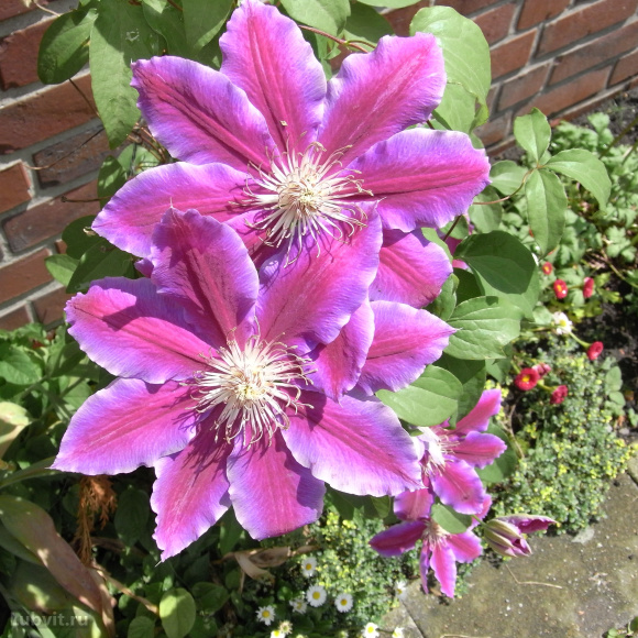 Клематис Доктор Руппель (Doctor Ruppel) купить с доставкой Клематис Доктор Руппель (Doctor Ruppel) купить с доставкой