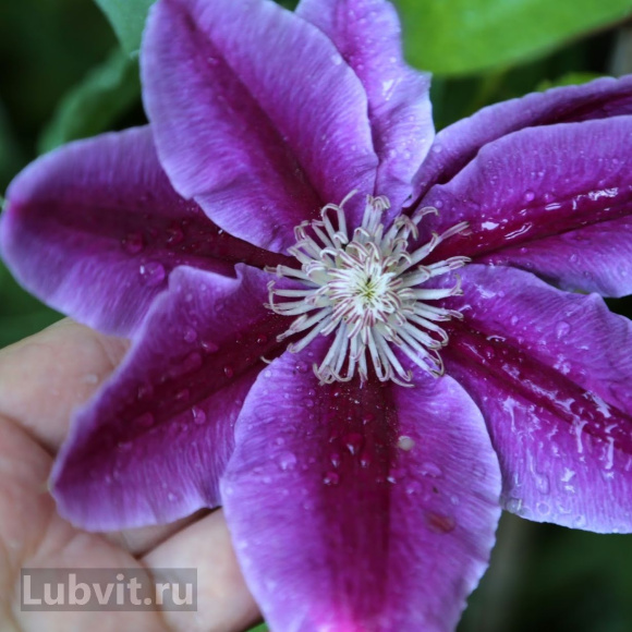 Клематис Доктор Руппель (Doctor Ruppel) купить с доставкой Клематис Доктор Руппель (Doctor Ruppel) купить с доставкой