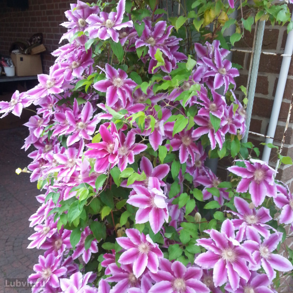 Клематис Доктор Руппель (Doctor Ruppel) купить с доставкой Клематис Доктор Руппель (Doctor Ruppel) купить с доставкой