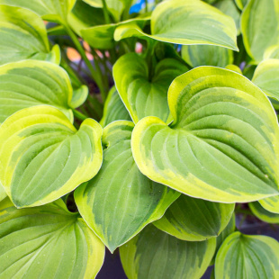 Хоста Голден Тиара (Golden Tiara) [M]