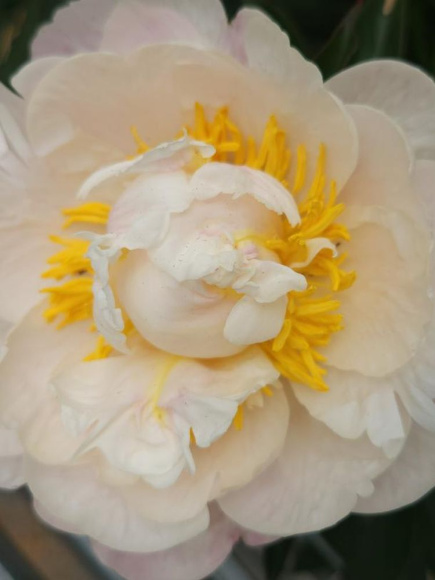 Пион Гардения (Gardenia) купить с доставкой