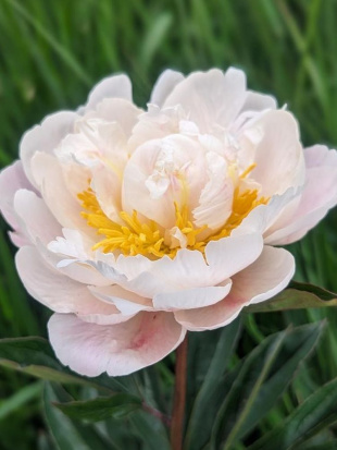 Пион Гардения (Gardenia)