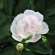 Пион Гардения (Gardenia) купить с доставкой