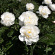 Пион Гардения (Gardenia) купить с доставкой