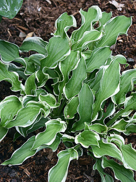 Хоста Летс Твист Эгейн (Let's Twist Again) [M] купить с доставкой