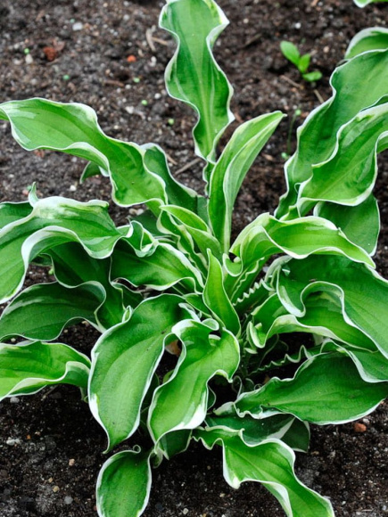 Хоста Летс Твист Эгейн (Let's Twist Again) [M] купить с доставкой