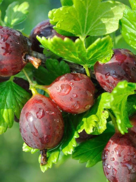 Крыжовник Грушенька купить с доставкой