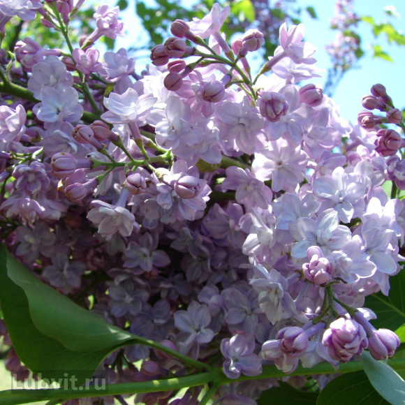 Сирень Ами Шотт (Ami Schott) купить с доставкой