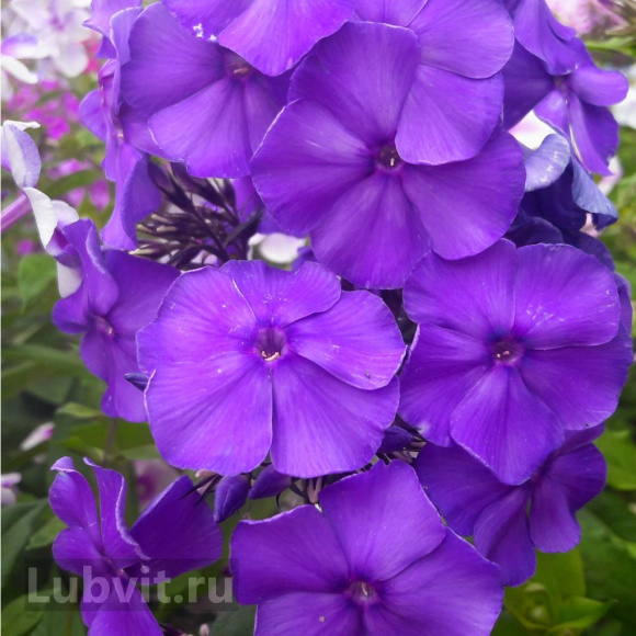 Флокс Джоконда (Giocondo) купить с доставкой Флокс Джоконда (Giocondo) купить с доставкой