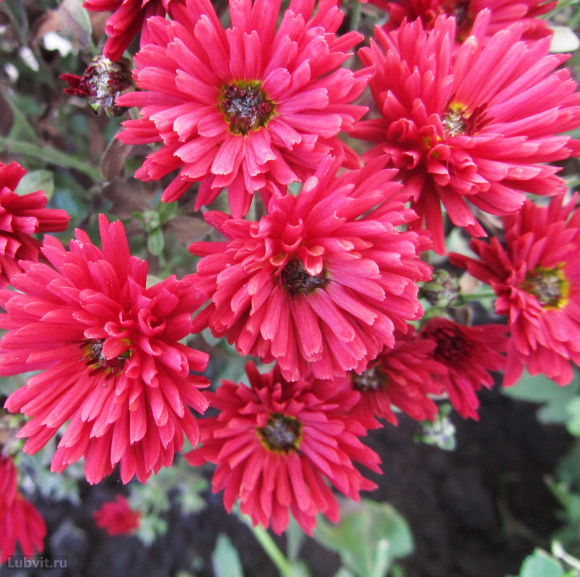 Хризантема корейская Уран (Uran) купить с доставкой Хризантема корейская Уран (Uran) купить с доставкой