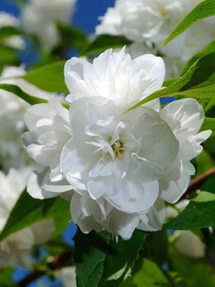 Чубушник Арктика купить с доставкой