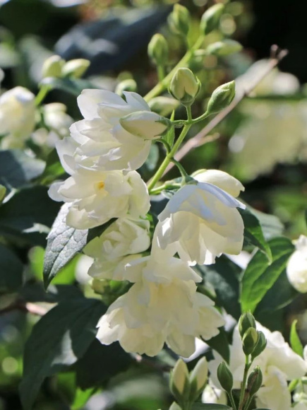 Чубушник Арктика купить с доставкой