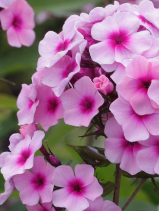 Флокс Мозаика