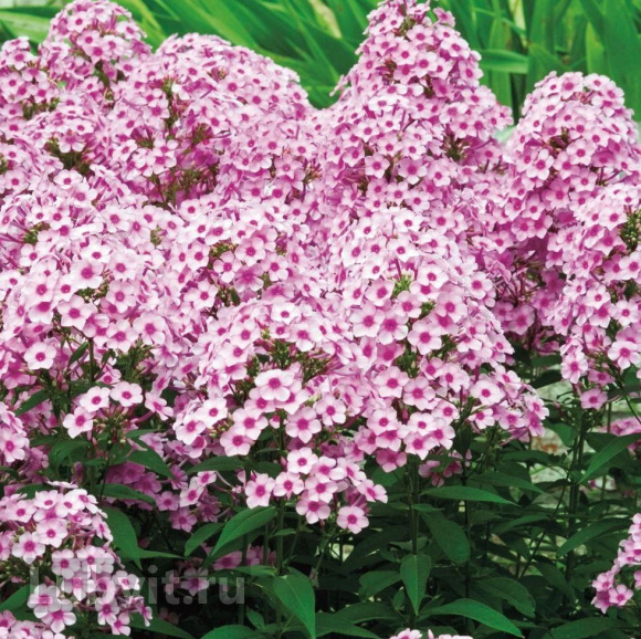 Флокс Мозаика купить с доставкой Флокс Мозаика купить с доставкой