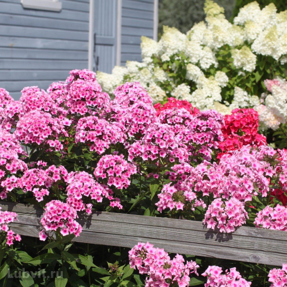 Флокс Мозаика купить с доставкой Флокс Мозаика купить с доставкой