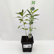 Флокс Мозаика Флокс Мозаика