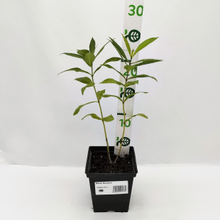 Флокс Мозаика